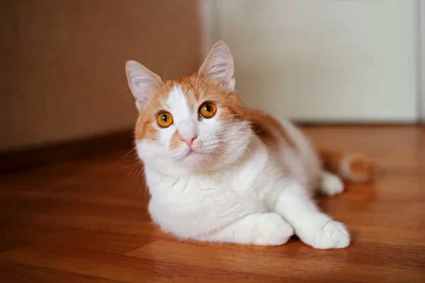 Gato mintiendo y mirando con interés —  Fotos de Stock