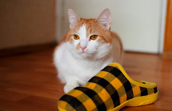 Katze schützt Hausschuhe — Stockfoto