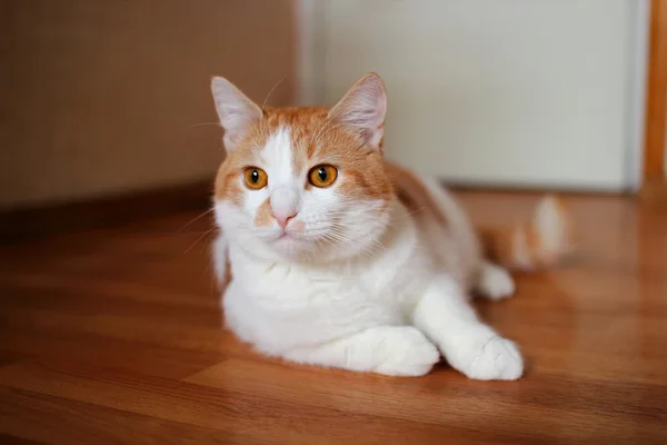 Gato mintiendo y mirando con interés — Foto de Stock