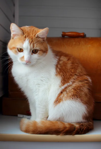 Chat assis sur un rebord de fenêtre et manque — Photo