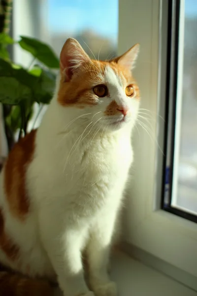 Chat rouge avec attention regardant par la fenêtre — Photo