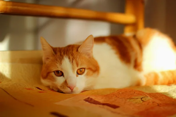 Gato rojo perezosamente acostado en la cama — Foto de Stock