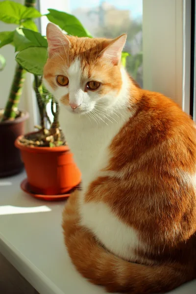 Gato rojo sentado en la ventana alféizar cerca de la ventana —  Fotos de Stock