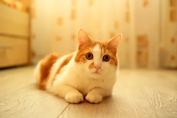 Chat, paresseusement assis sur le sol dans la chambre — Photo