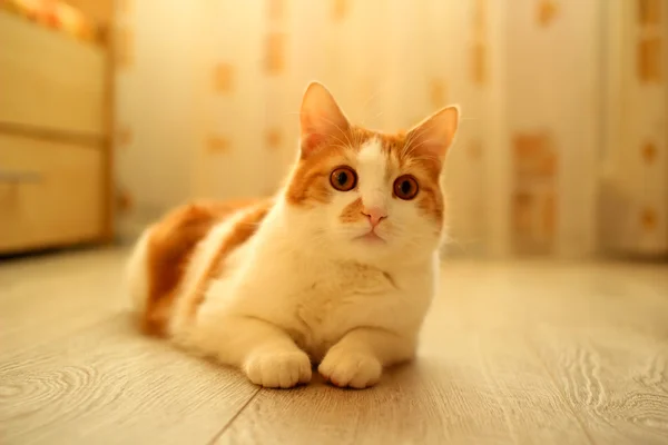 Katze sitzt faul auf dem Boden im Zimmer — Stockfoto