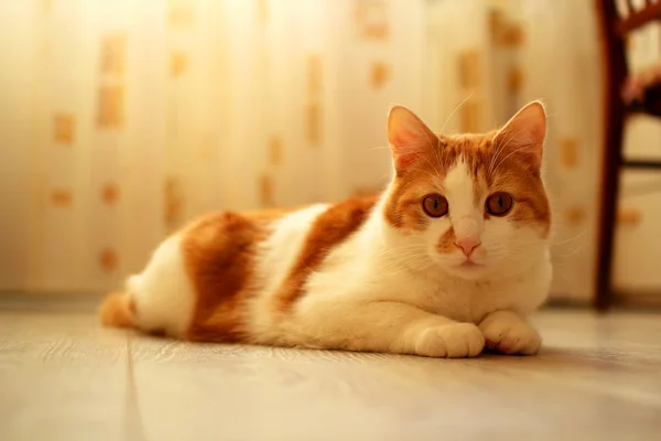 Katze sitzt faul auf dem Boden im Zimmer — Stockfoto