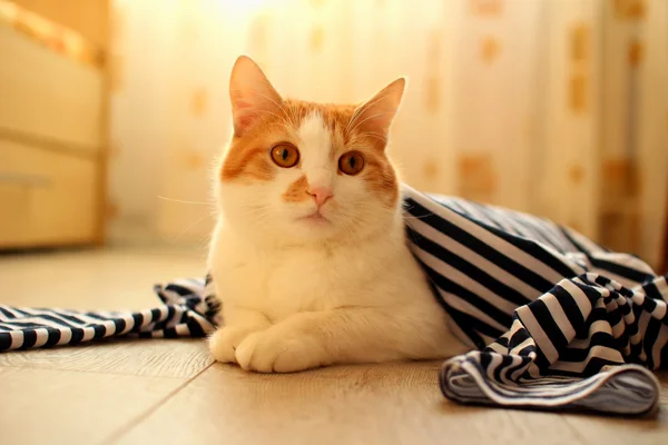 Tembel Oda katta oturan ev kedisi,