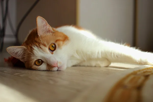 Gelangweilte junge Katze liegt auf dem Boden des Zimmers — Stockfoto