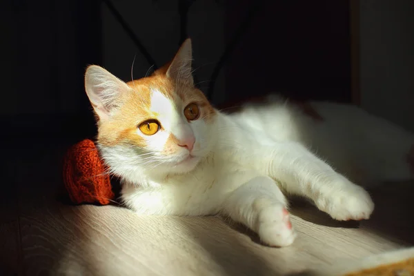 Gato joven se encuentra en el suelo de la habitación, iluminado por la luz del sol —  Fotos de Stock