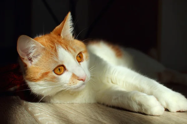 Gato jovem jaz no chão da sala, iluminado pela luz do sol — Fotografia de Stock