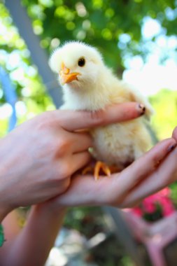 Bir avuç içinde oturan küçük tavuk