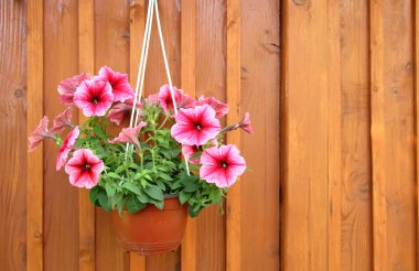 Petunyaların evin duvarları asılı bir sürahi