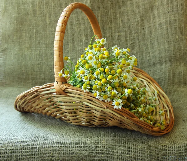 Pharmacy daisy with a basket — Stock Photo, Image