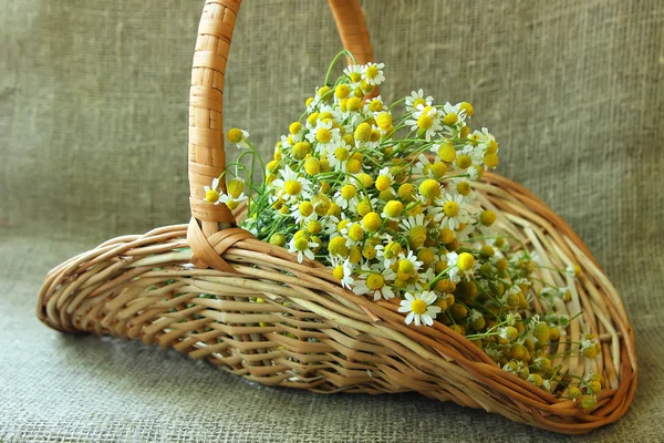 Eczane daisy ile birlikte bir sepet