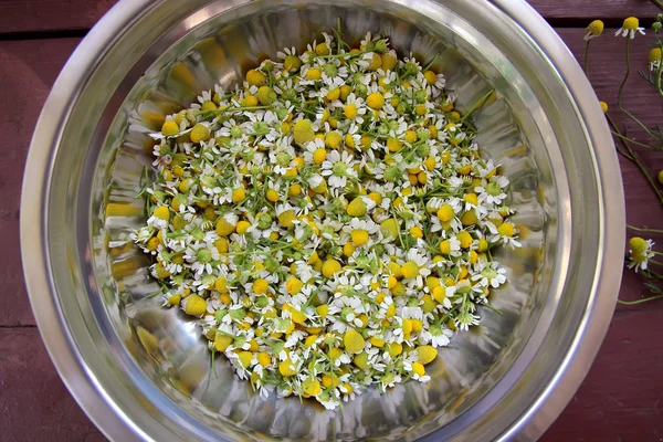 在一个碗里的药房雏菊 — 图库照片