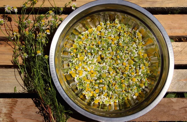 Pharmacy daisy in a bowl — Stock Photo, Image