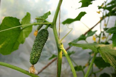 Genç salatalık büyüyen bir çalı