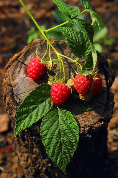 Sprig Framboesa bagas em um toco de árvore — Fotografia de Stock