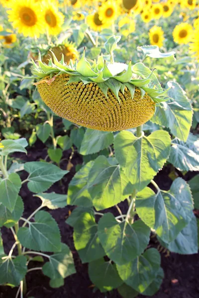 Blommande solrosor växer i fältet — Stockfoto