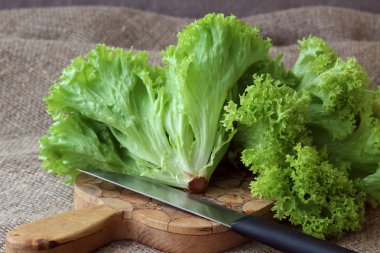 Marul yönetim kurulu.