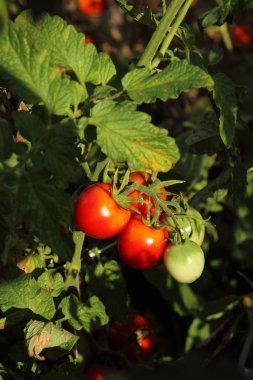 Bahçede büyüyen Bush domates.