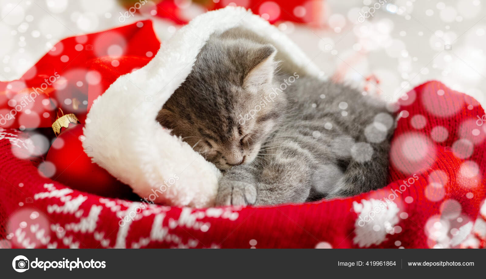 波特尔可爱的胖胖的小猫头戴圣诞帽雪光朦胧圣诞老人的帽子戴在漂亮的小猫咪身上圣诞猫睡在红色的篮子里, image size:1600x919