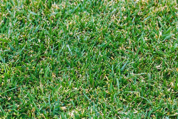 Green grass background field texture. Green lawn pattern textured background