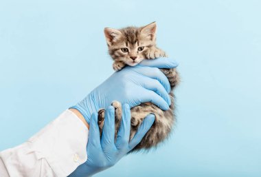 Kedi veteriner muayenesi. Doktorun elindeki çizgili gri kedi mavi arka planda. Yavru hayvan kontrolü, veteriner hayvan kliniğinde aşı. Sağlık hizmetleri evcil hayvan..