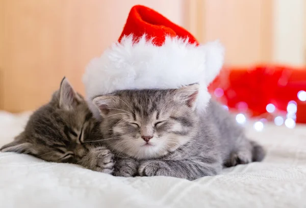 Cute Kotki Tabby Śpiące Razem Boże Narodzenie Kapelusz Girlandy Światła — Zdjęcie stockowe