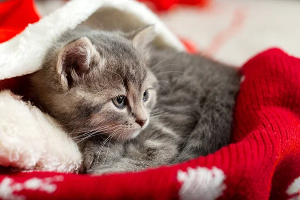 Retrato Lindo Gatito Tabby Con Bolas Sombrero Navidad Regalo Decoración —  Fotos de Stock