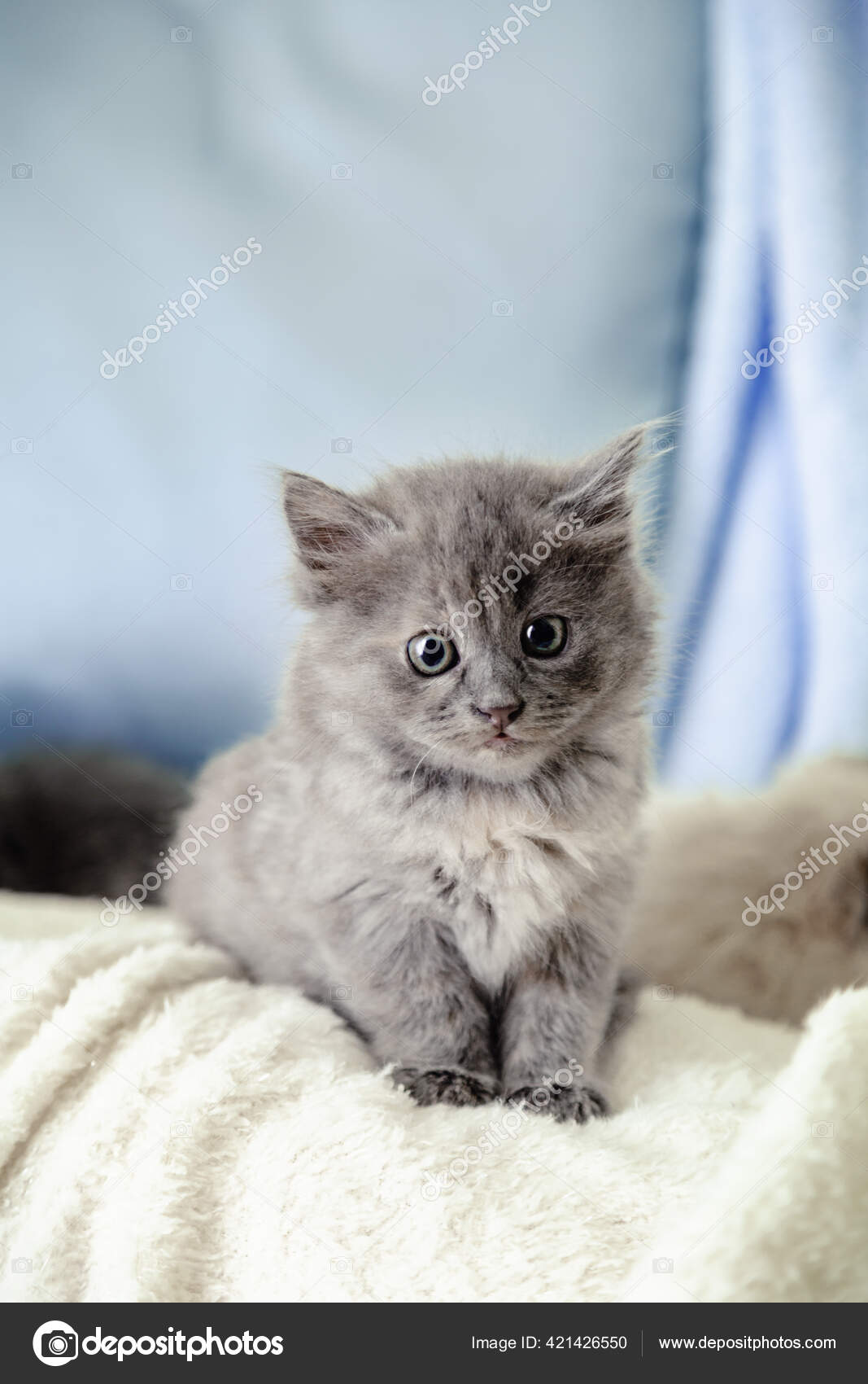 Grey baby cheap cat