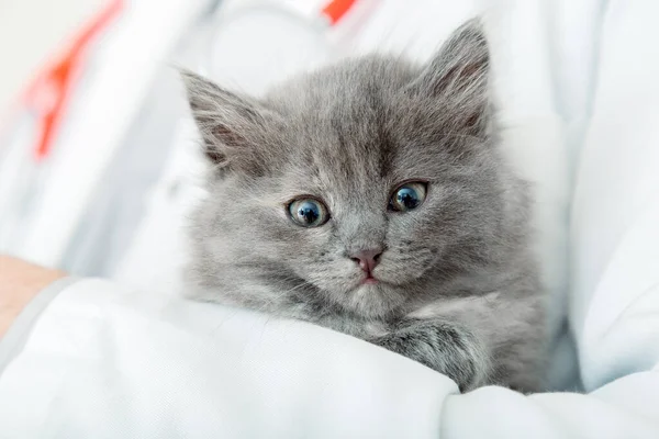 Flauschiges Graues Kätzchen Den Händen Des Tierarztes Weißen Kittel Mit — Stockfoto