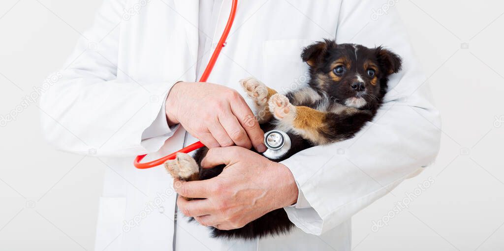 Dog in Vet doctor hands. Doctor veterinarian keeps puppy in hand in white coat with stethoscope. Baby pet on checkup in vet clinic. Long web banner