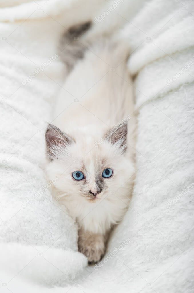 Portrait of beautiful fluffy white kitten with blue eyes on white blanket. Cat animal baby kitten with big eyes sits on white plaid and looking in camera. Vertical.