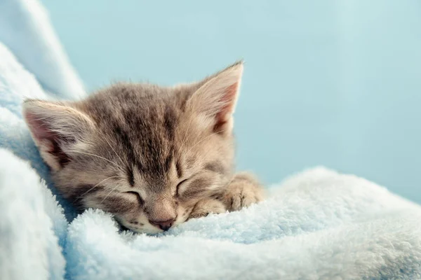 ぬいぐるみの肖像画。かわいいタビー子猫は青いプレイで眠ります。新生児子猫赤ちゃん猫子国内動物。家のペット。いい冬だ。コピースペースで閉じる — ストック写真