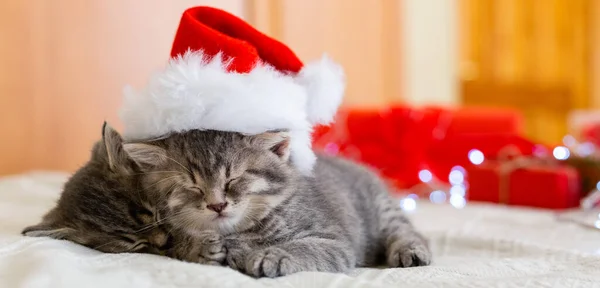 Niedliche Gestromte Kätzchen Schlafen Zusammen Weihnachtsmütze Nikolausmütze Auf Hübsche Baby — Stockfoto