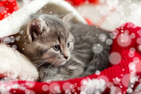 Portrét Roztomilý Tabby Kotě Vánočním Klobouku Rozmazané Sněhu Světla Klobouk — Stock fotografie