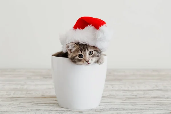 Vánoční kočka v klobouku Santa Clause. Nový rok šedý tabby kotě kočka v bílém hrnci s kopírovacím prostorem. — Stock fotografie