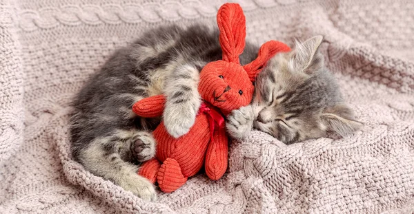 Baby cat sleeps on cozy blanket hugs a toy. Fluffy tabby kitten snoozing comfortably with plush rabbit hare on knitted pink bed. Long web banner with copy space. — Stock Photo, Image