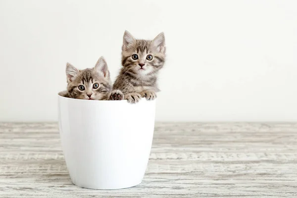 Dos gatitos tabby grises sentados en maceta blanca. Retrato de dos adorables gatitos esponjosos con espacio para copias. Hermosos gatos bebé sobre fondo blanco — Foto de Stock