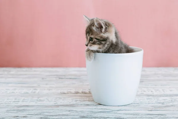 Gatito gris tabby sentado en maceta blanca. Retrato de adorable curioso gatito esponjoso lado mirada. Hermoso gato bebé sobre fondo rosa con espacio de copia. —  Fotos de Stock