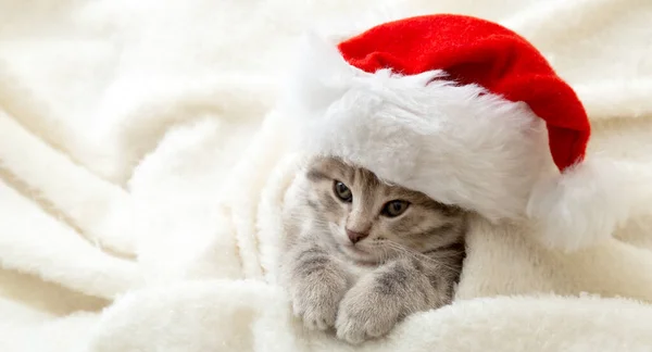 Gatito de Navidad en retrato de sombrero de Santa Claus envuelto en suave cuadros blancos esponjosos. Navidad gris tabby Año Nuevo gato. Banner web largo con espacio de copia —  Fotos de Stock