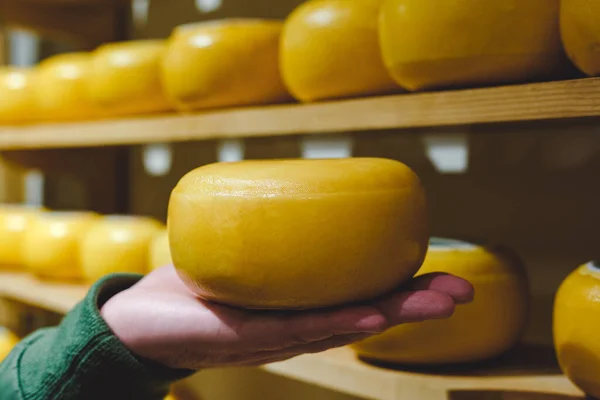 Cheese head in yellow wax on male palm. Man holding a head of round cheese, against the background of cheese warehouse or cheese factory production