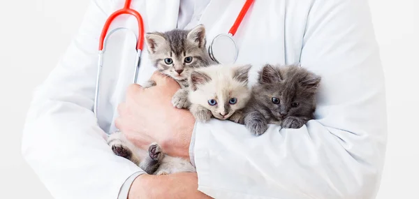 Veteriner doktorun elinde kedi yavrusu. Steteskoplu veteriner doktor, veteriner kliniğinde üç kedi yavrusu tutuyor. Evcil hayvanlar ve kediler için veteriner ilacı. Uzun web pankartı