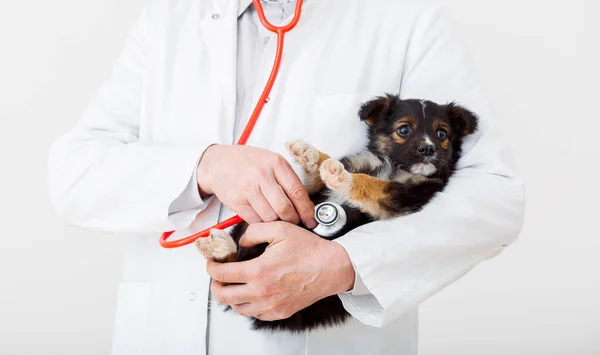 Pies w rękach lekarza weterynarii. Lekarz weterynarii trzyma szczeniaka w ręce w białym płaszczu ze stetoskopem. Baby pet on checkup w klinice weterynaryjnej. — Zdjęcie stockowe