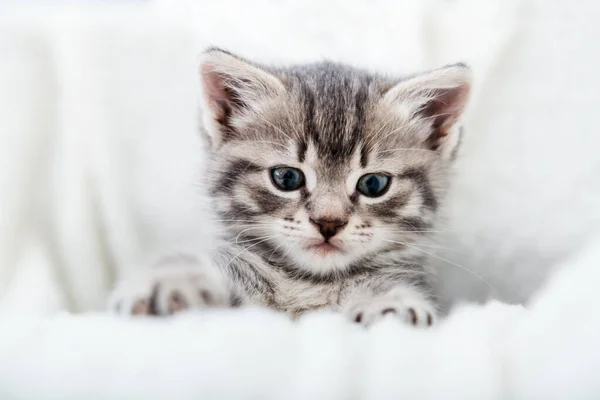 Çizgili kedi yüzlü portre. Güzel pofuduk gri kedi yavrusu. Büyük gözlü kedi yavrusu bembeyaz yumuşak bir battaniyeye oturur. — Stok fotoğraf