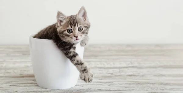 Gray tabby kitten sitting in white flower pot. Portrait of adorable curious fluffy kitten with paw. Beautiful baby cat on white background with copy space. Long web banner