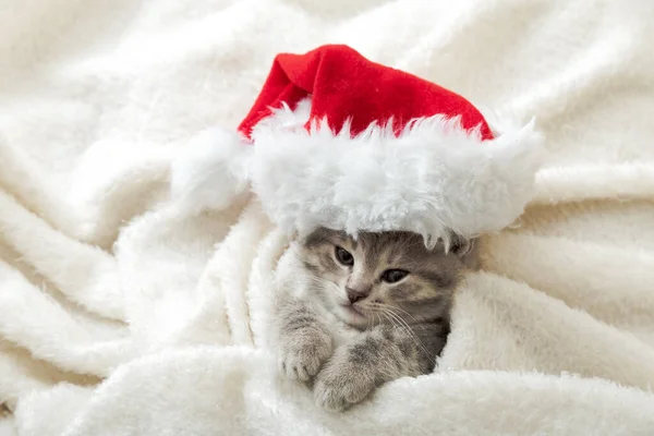 Weihnachtskätzchen mit Weihnachtsmann-Hut Porträt in weichem, flauschigem, weißem Karo verpackt. Weihnachten grau gestromte Neujahrskatze — Stockfoto