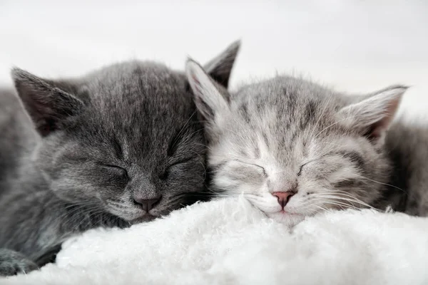 Un par de gatitos mullidos duermen sobre una manta. Pequeño bebé gris y tabby adorable gato en el amor están abrazando. Acogedor gatitos dormidos bozales. Retrato animal de mascotas Primer plano. —  Fotos de Stock