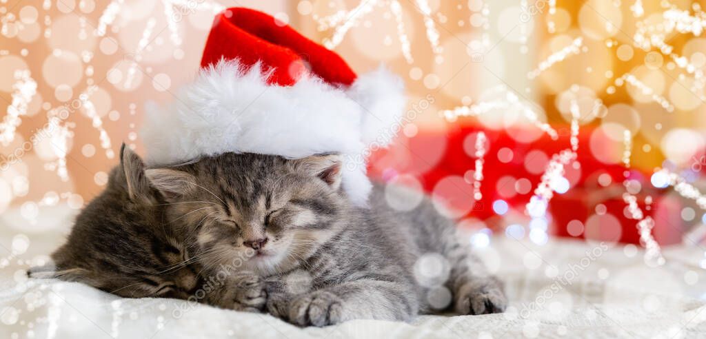 Cute tabby kittens sleeping together in christmas hat with blur snow lights. Santa Claus hat on pretty Baby cat. Christmas cats. Home pets in costume at New Year Xmas. Long web banner
